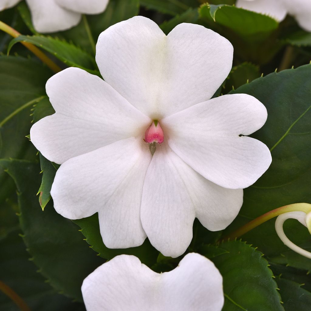 Semillas de Impatiens Solarscape White Pearl - Alegría