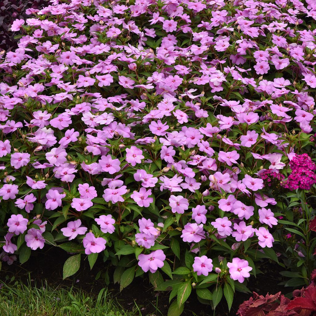 Semillas de Impatiens Solarscape XL Lilac Spark - Alegría