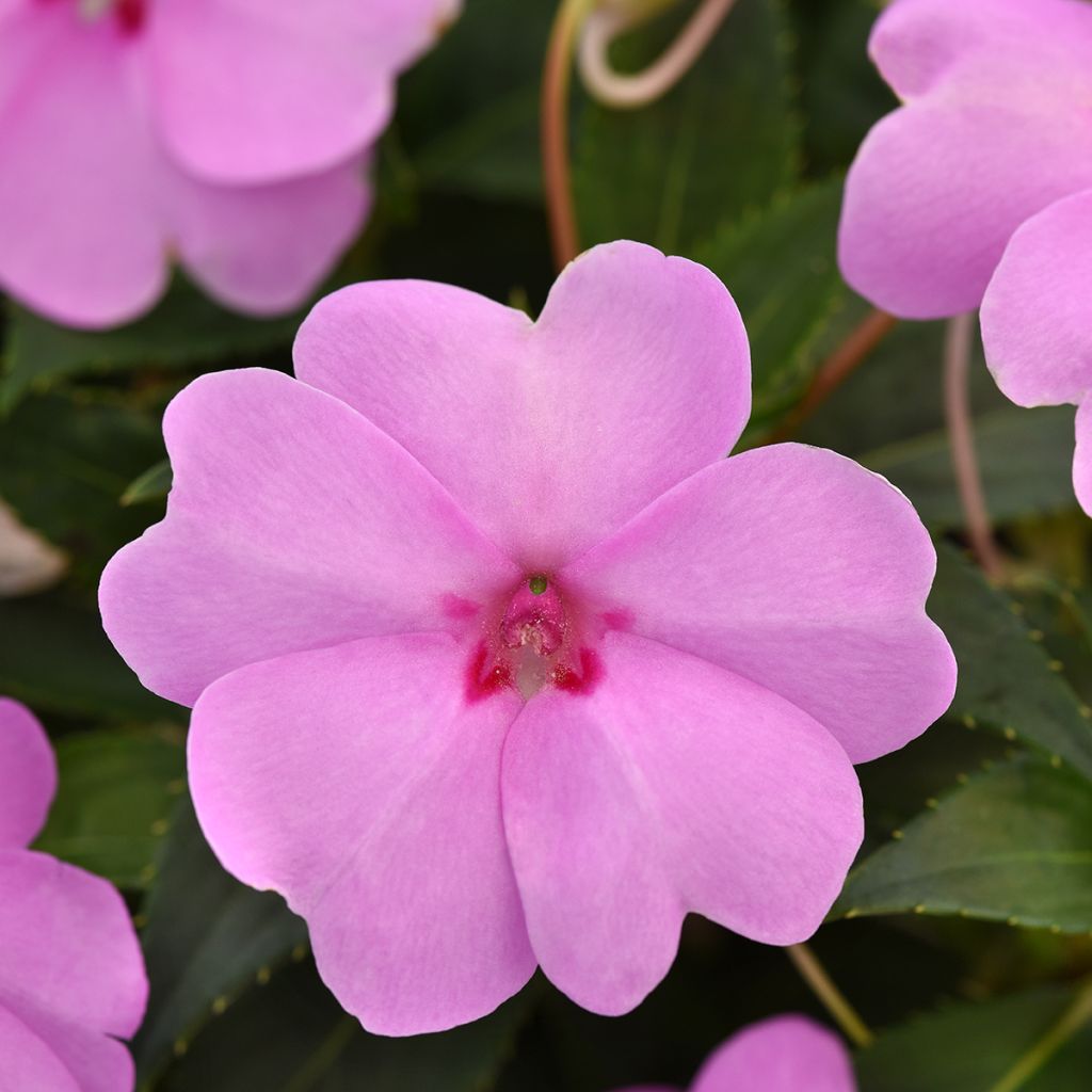Semillas de Impatiens Solarscape XL Lilac Spark - Alegría