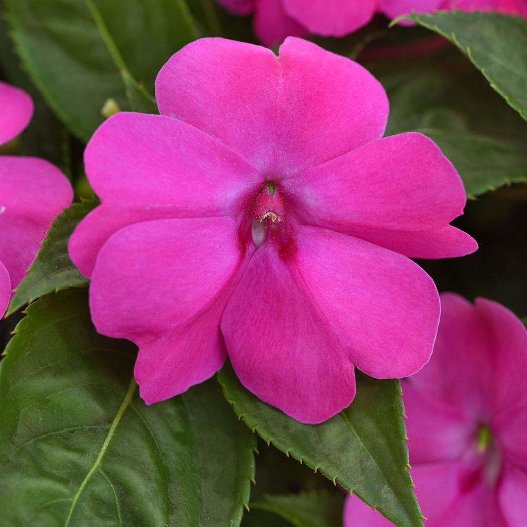 Semillas de Impatiens Solarscape XL Pink Jewel - Alegría
