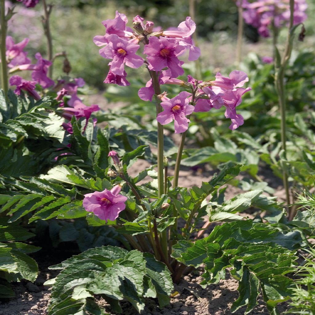 Incarvillea delavayi Deli Rose (semillas)