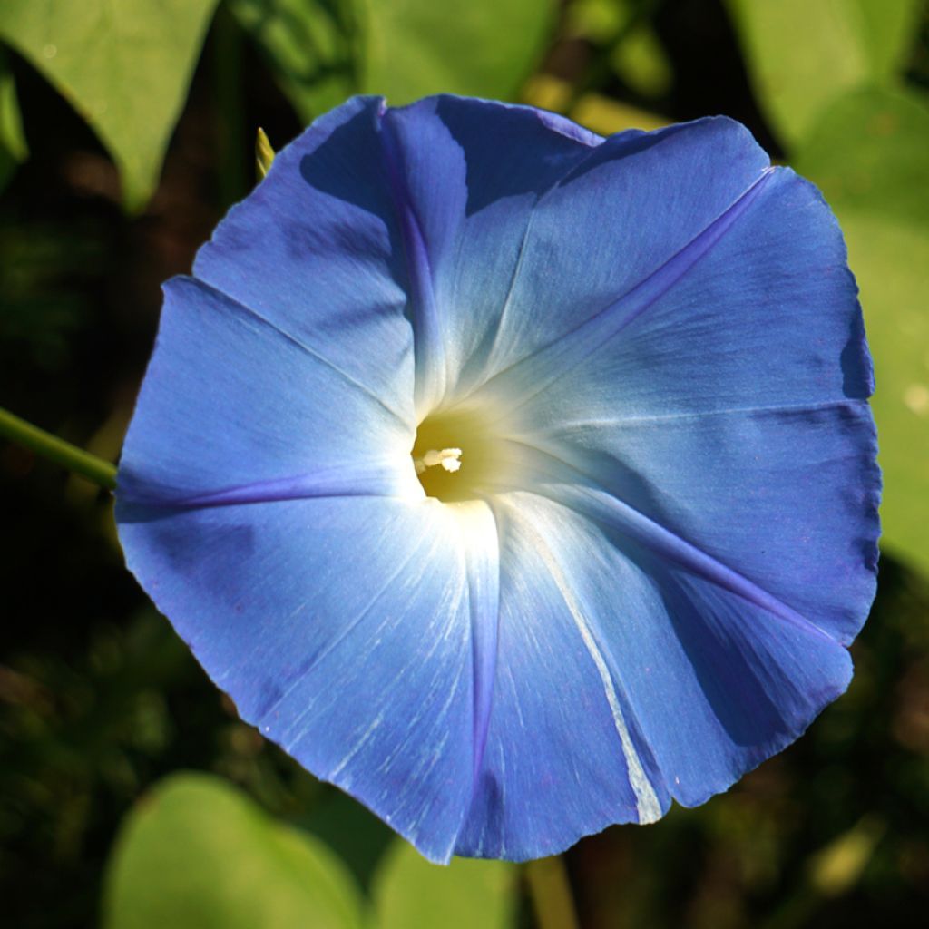 Ipomoea tricolor Flying Saucer