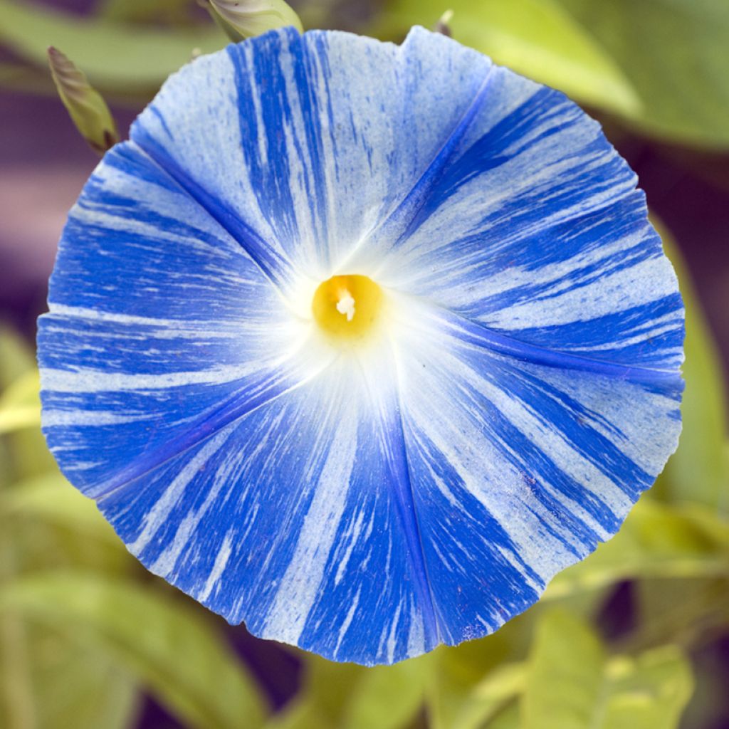 Ipomoea tricolor Flying Saucer
