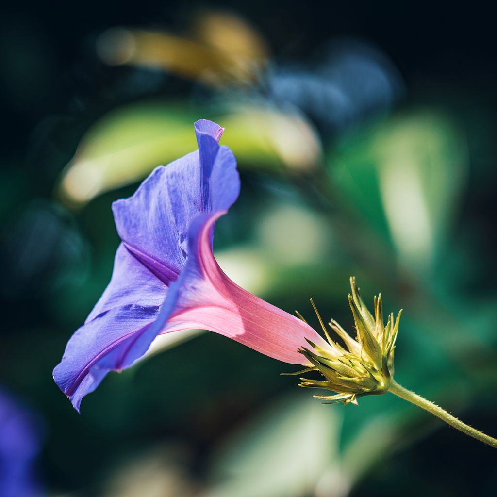 Ipomoea purpurea Grandpa Ott