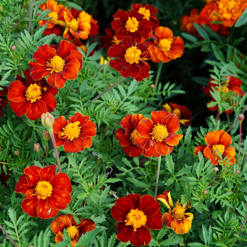 Clavel de moro Red Knight