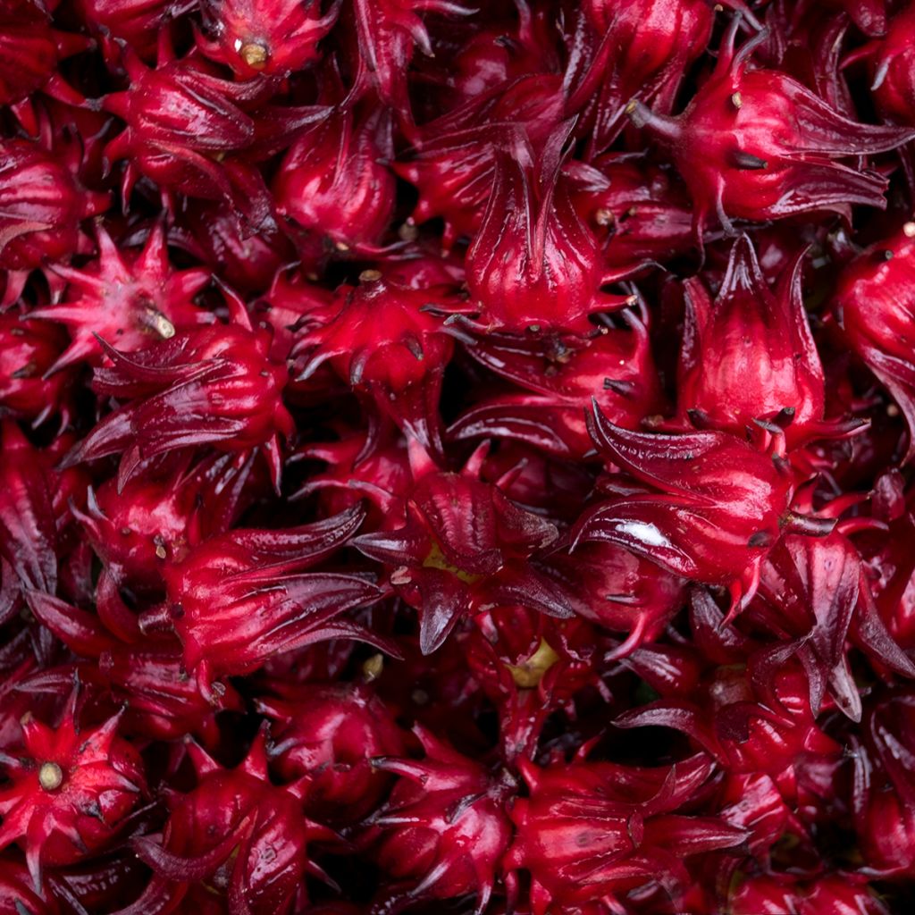 Hibisco - Hibiscus sabdariffa