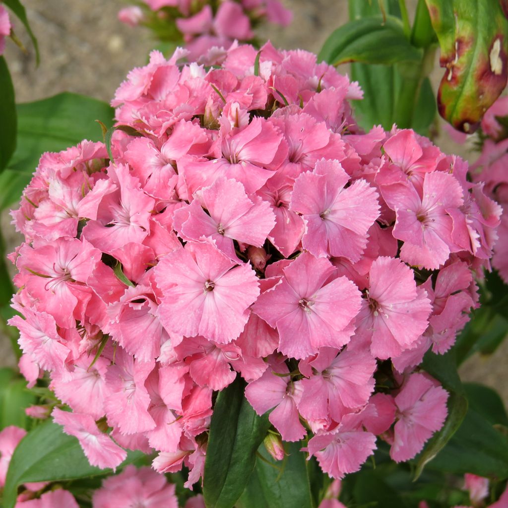 Clavel del poeta Etournelle Light Salmon (semillas) - Dianthus barbatus