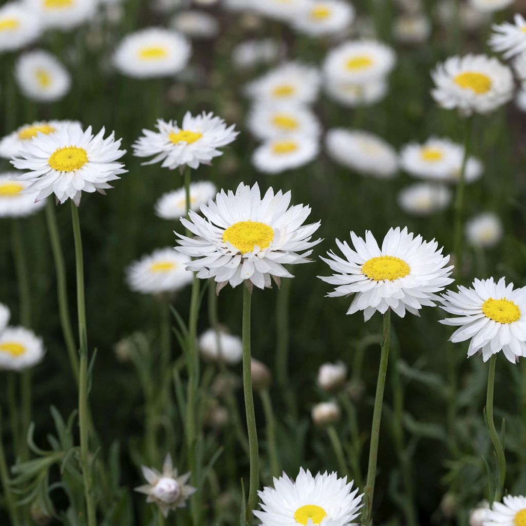 Semillas de Rhodanthe blanco - Acroclinium