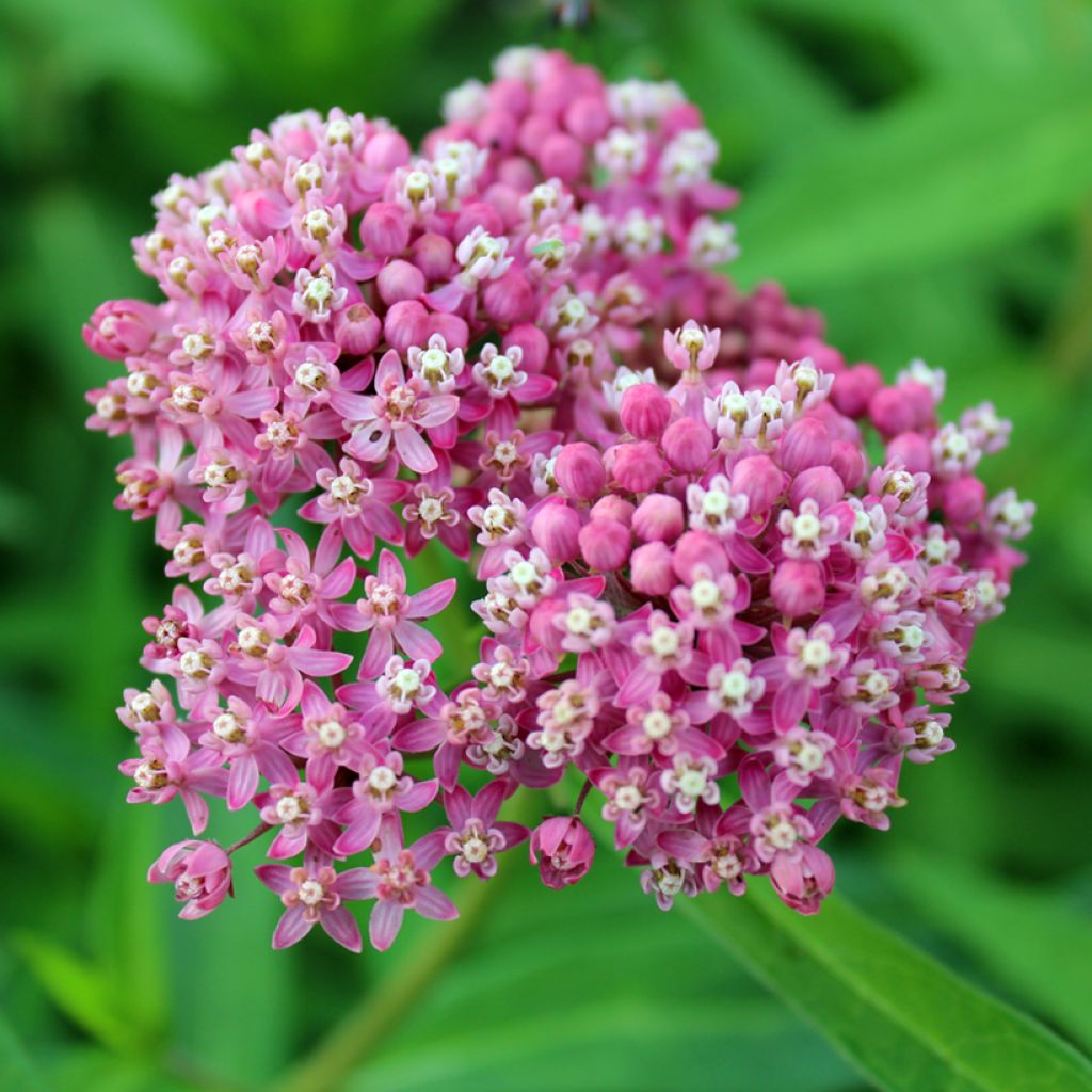 Semillas de Asclepias incarnata Rosa