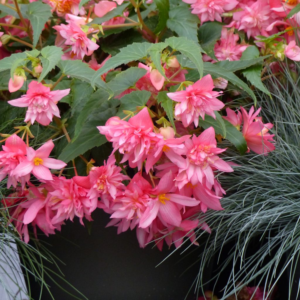 Semillas de Begonia colgante Funky Light Pink F1