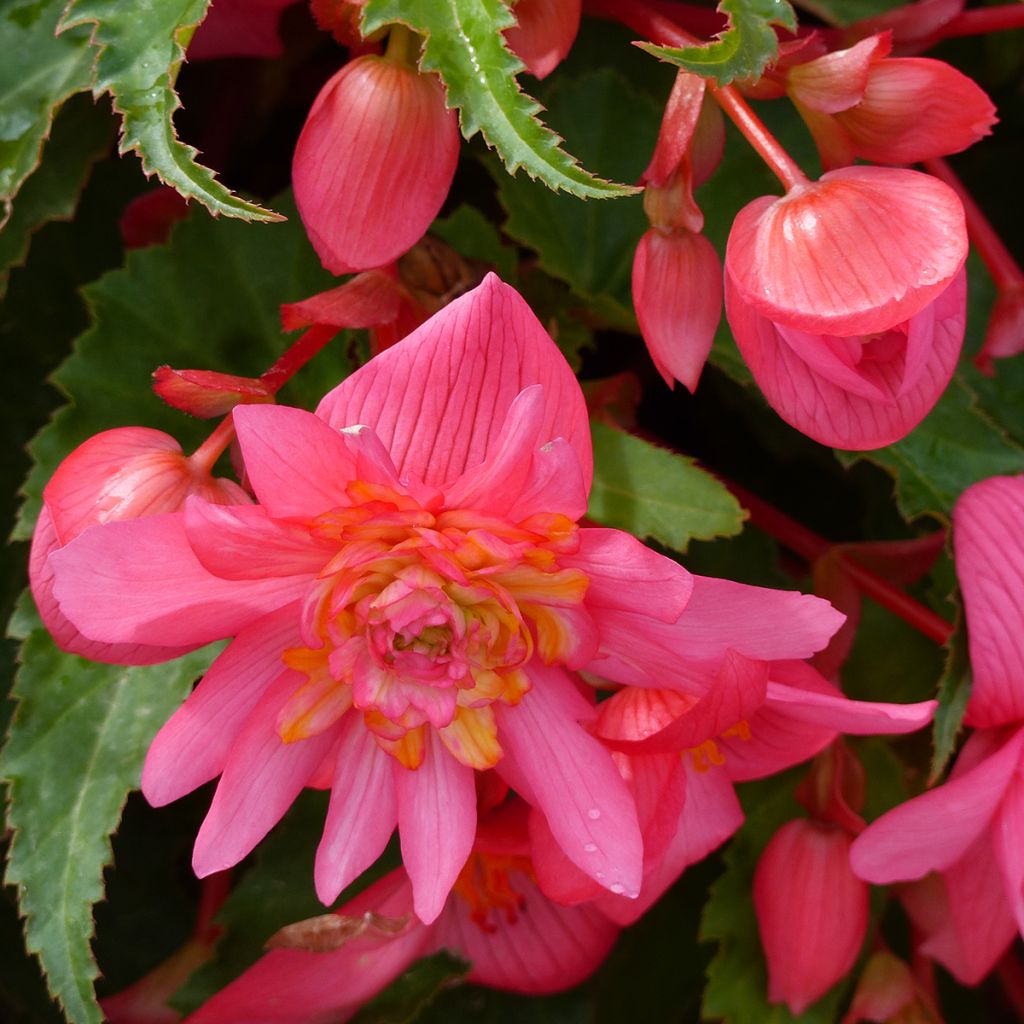 Semillas de Begonia colgante Funky Light Pink F1
