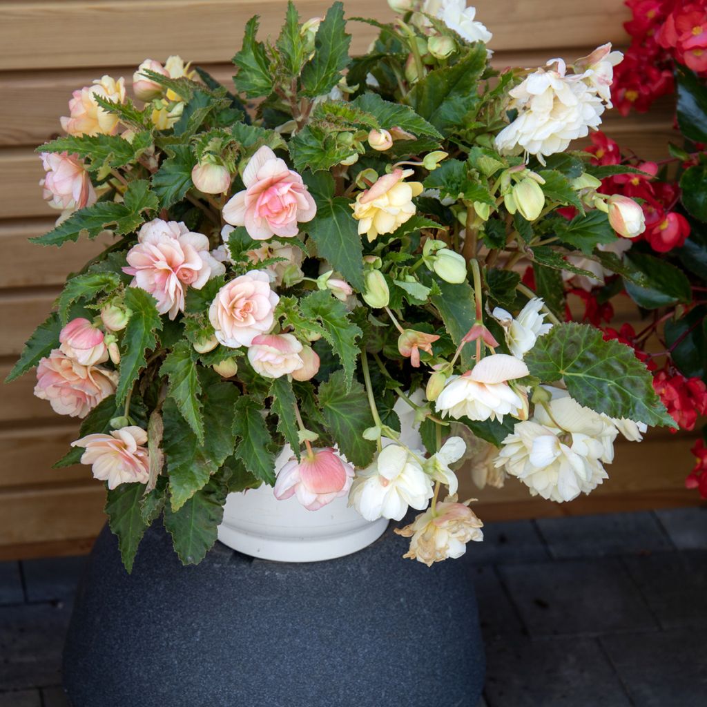 Semillas de Begonia tuberosas Nonstop Joy Peaches and Dreams