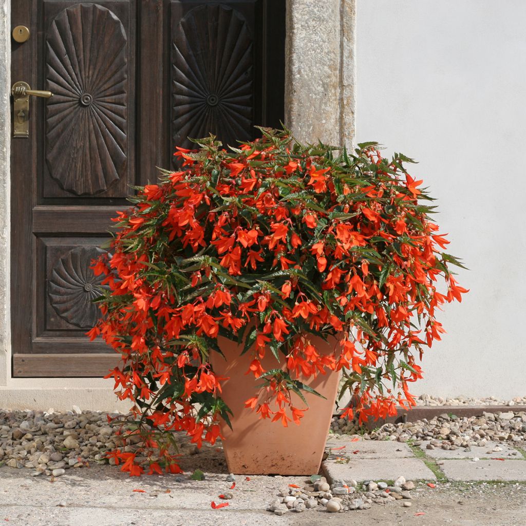 Begonia boliviensis Copacabana F1 Orange (Semillas recubiertas)