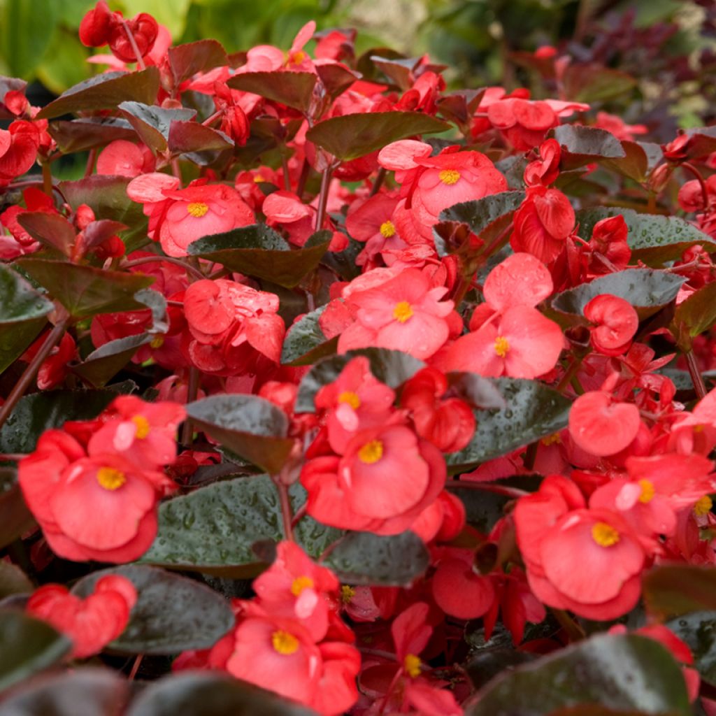 Semillas de Begonia Big Red Bronze Leaf