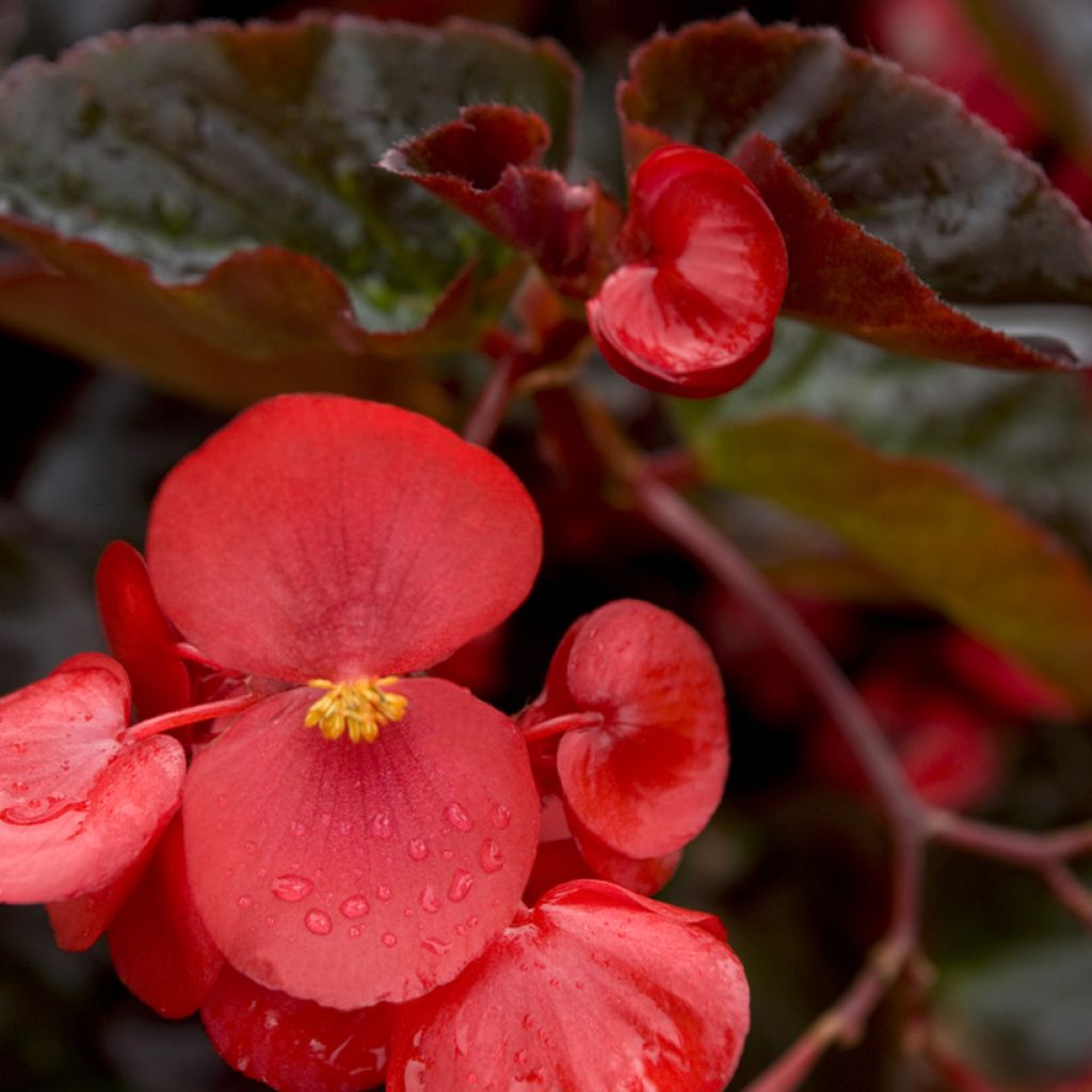 Semillas de Begonia Big Red Bronze Leaf