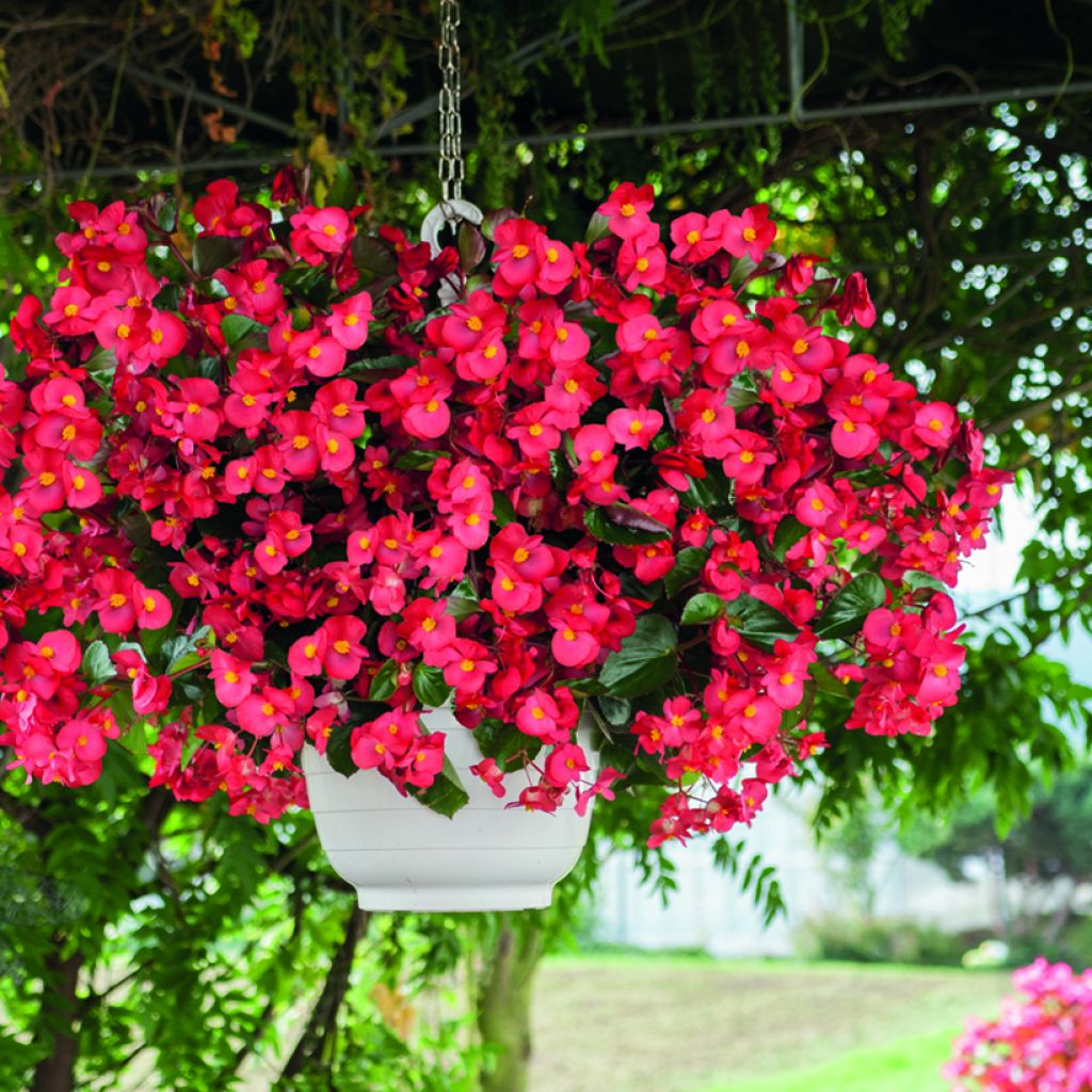 Semillas de Begonia Big Red Bronze Leaf