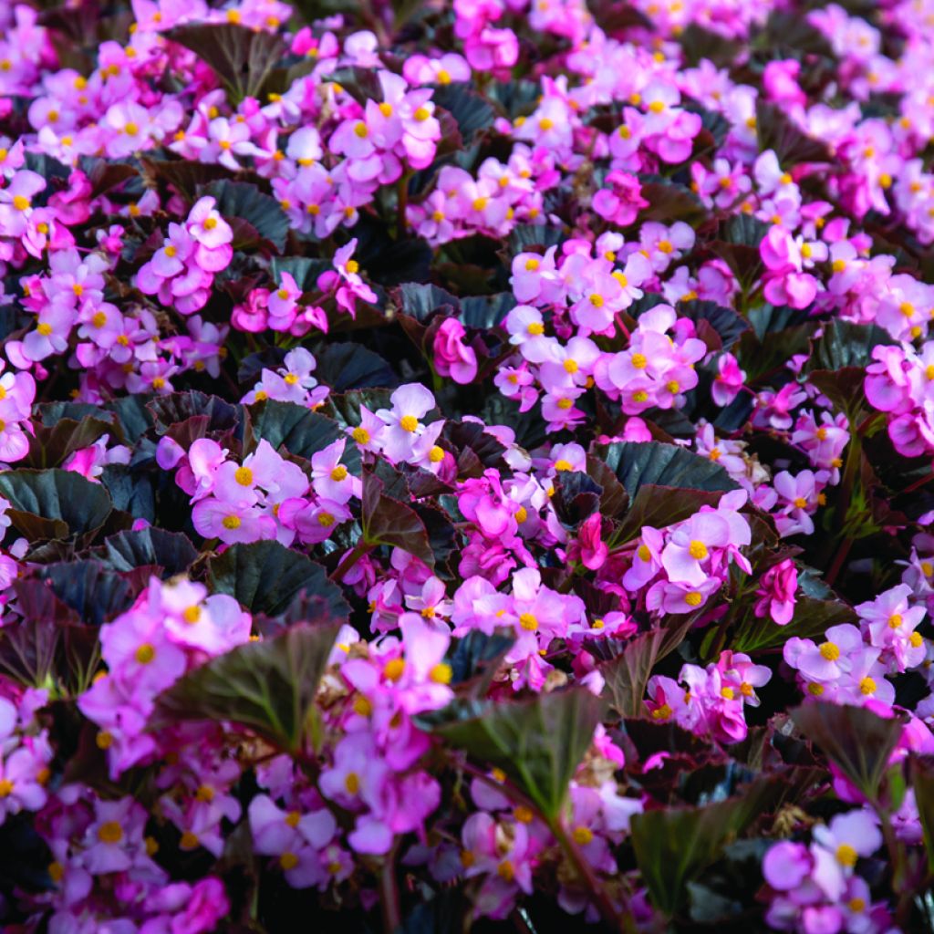 Semillas de Begonia Stonehedge Light Pink Bronze Leaf