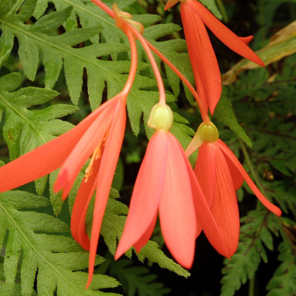 Begonia boliviensis Santa Cruz Orange