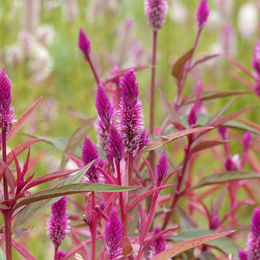 Semillas de Celosia spicata Flamingo Purple