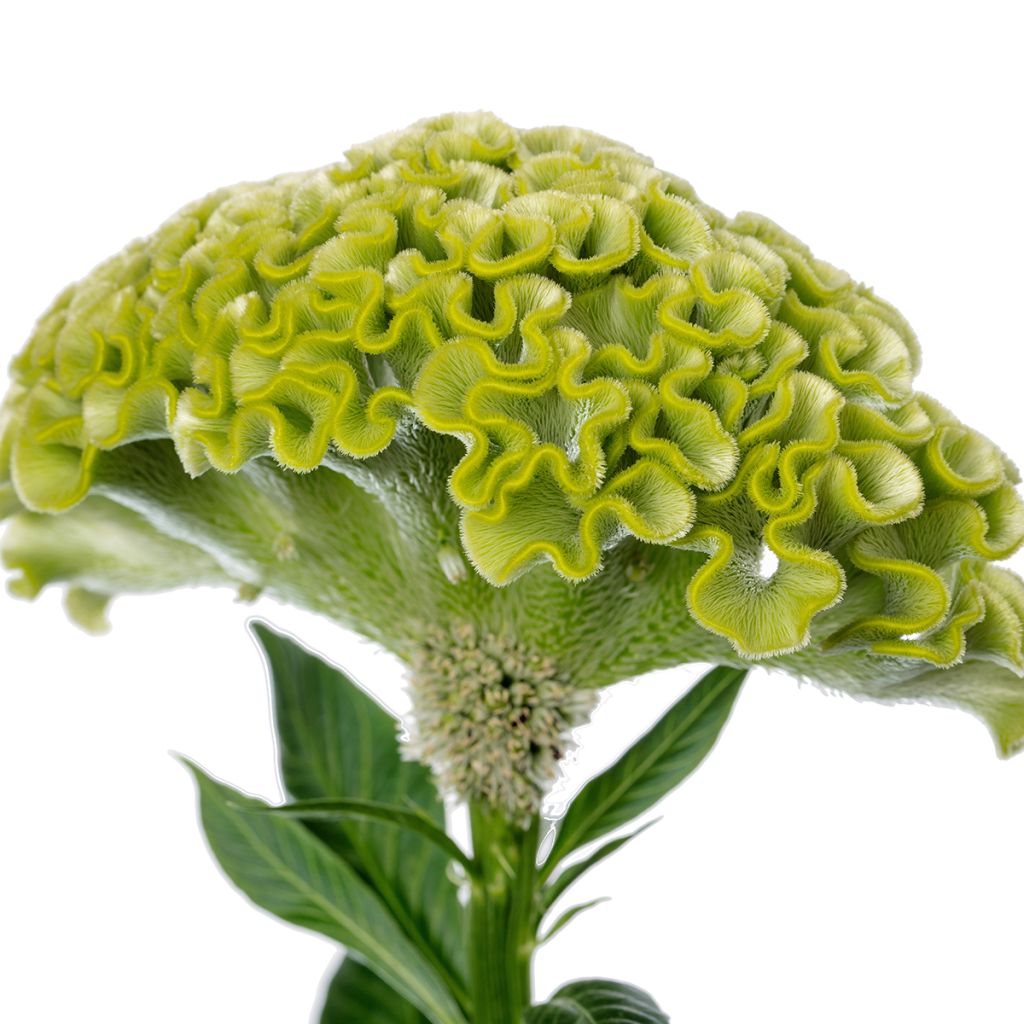 Semillas de Celosia Cristata  Act Verda (Green)