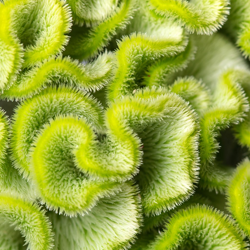 Semillas de Celosia Cristata  Act Verda (Green)