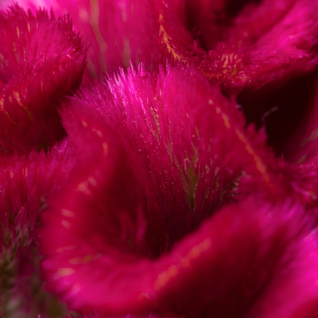 Semillas de Celosia Cristata Bar Bora (Púrpura)