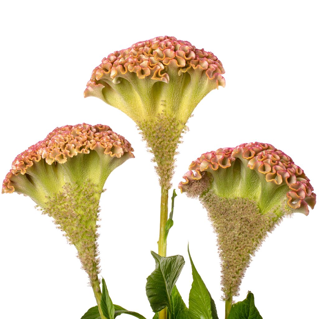 Semillas de Celosia Cristata Bar Bossa (Champagne)