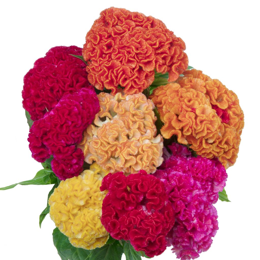 Celosia cristata Captain Mix (semillas)