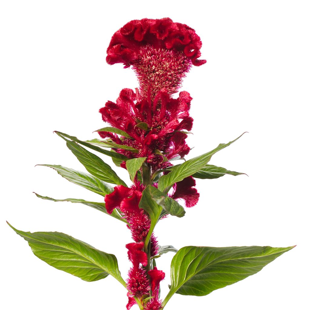 Semillas de Celosia Cristata Red Jack