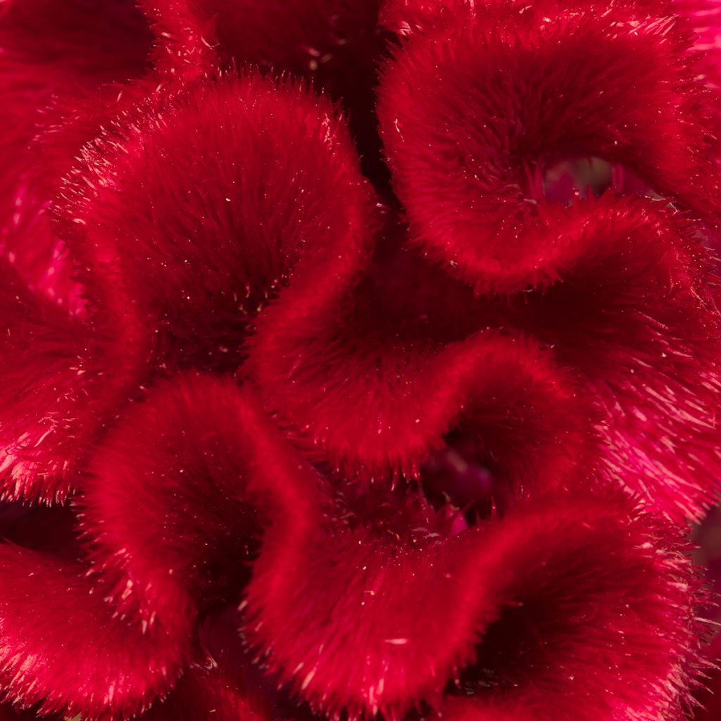 Semillas de Celosia Cristata Red Jack