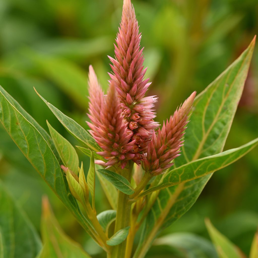 Celosia spicata Celway Salmon (semillas)