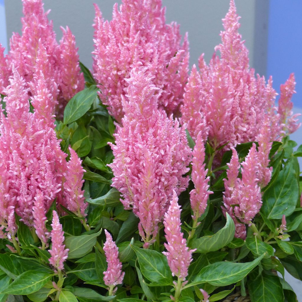 Celosia spicata Flamma Pink (semillas)