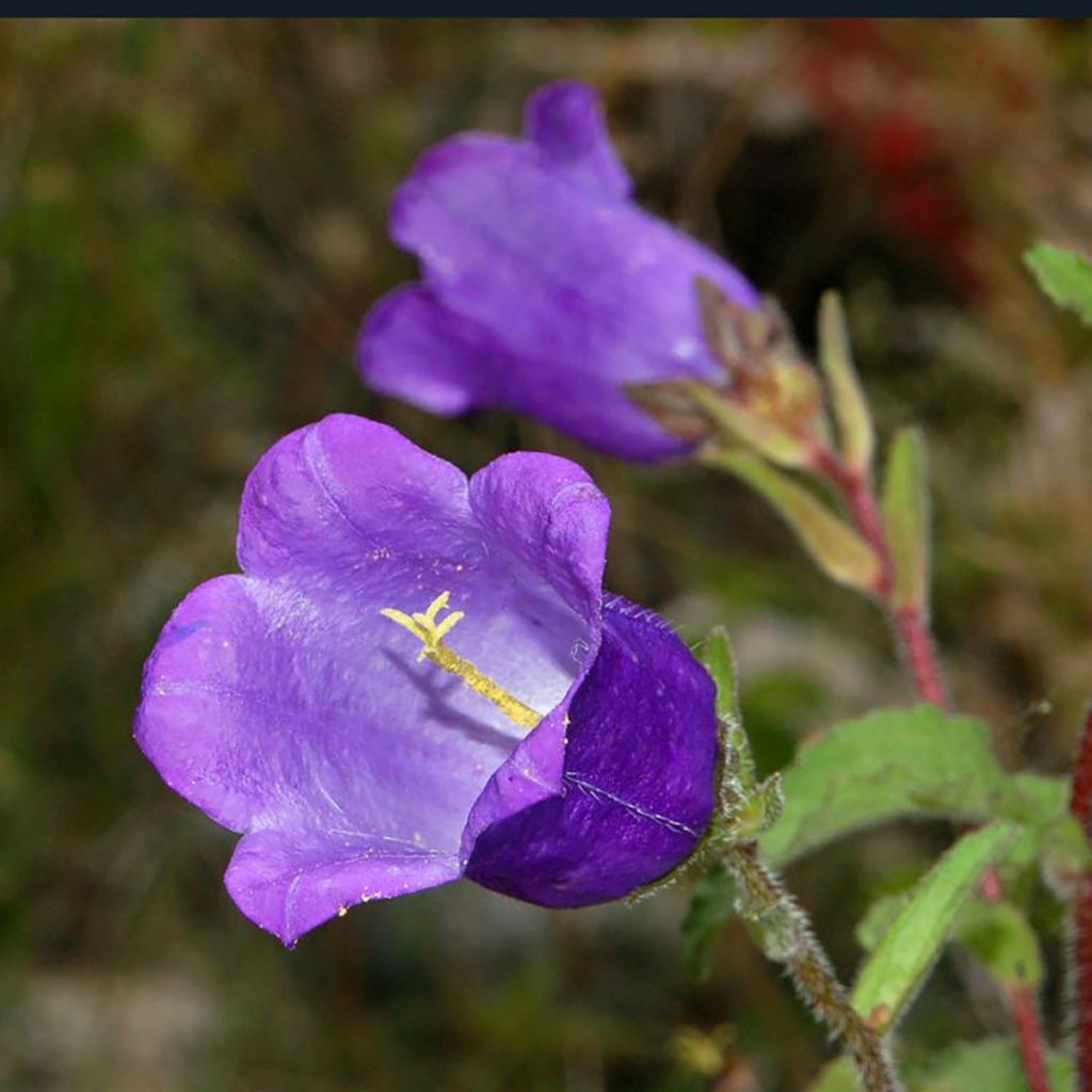 Semillas de Campanilla de Canterbury simple azul - Campanula medium