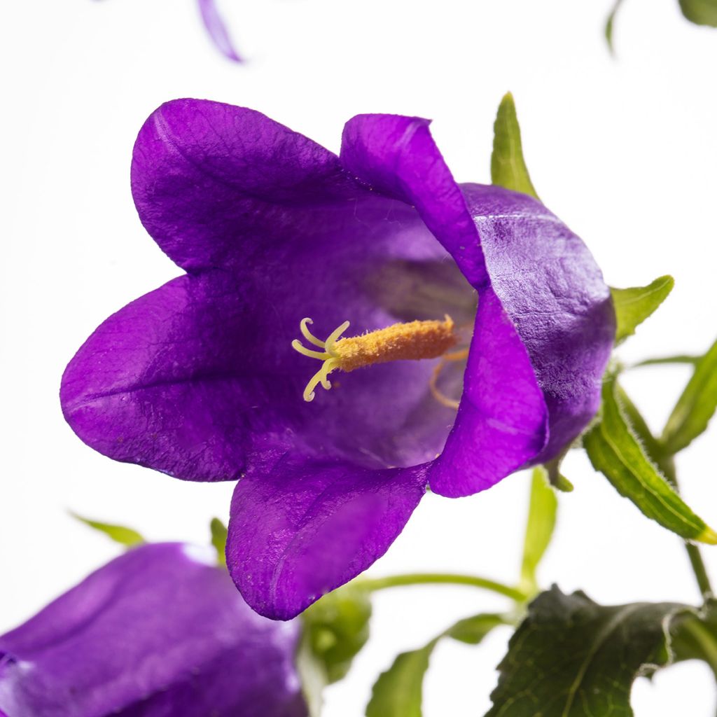 Campanula medium F1 Big Ben Deep Blue (semillas recubiertas) - Campanilla de Canterbury