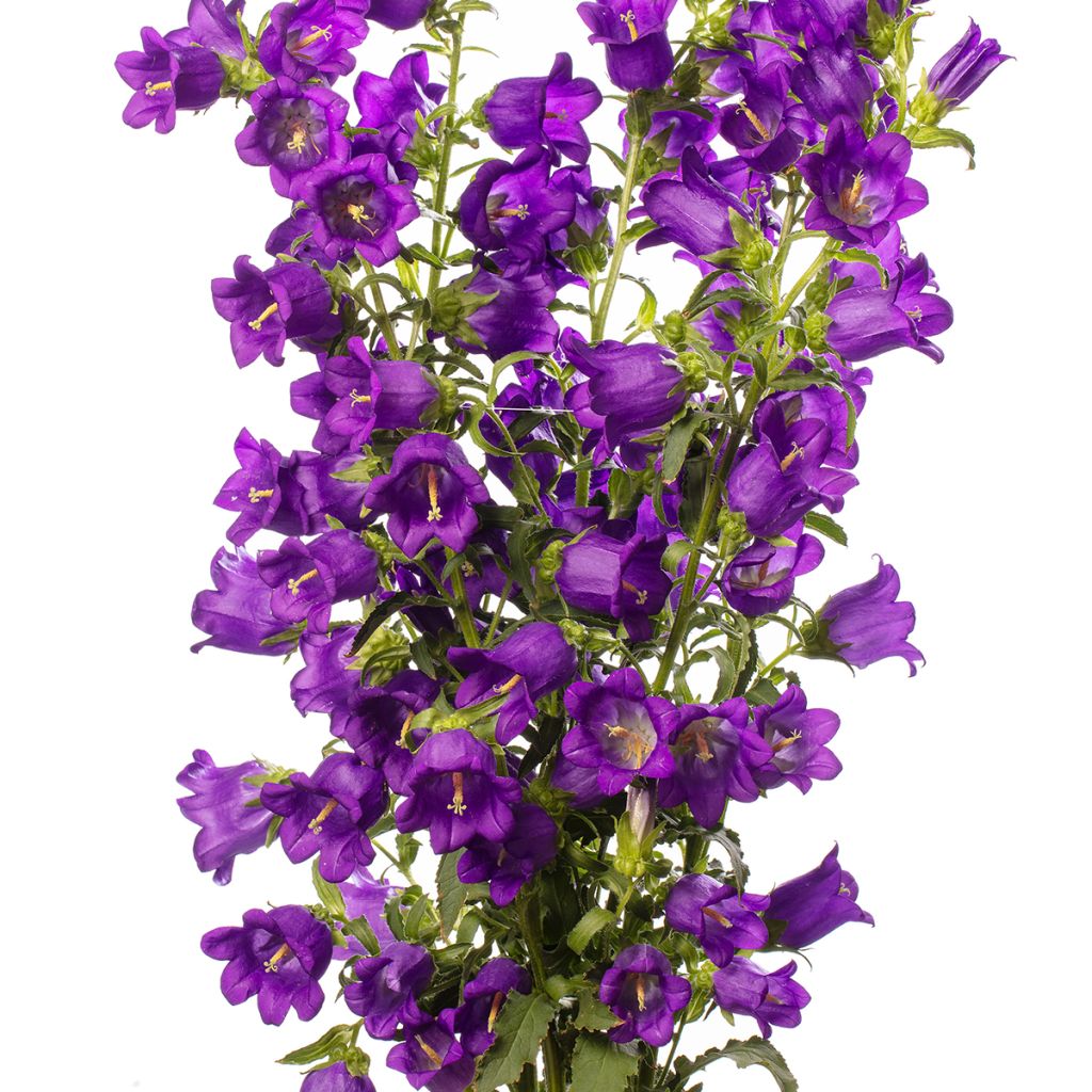 Campanula medium F1 Big Ben Deep Blue (semillas recubiertas) - Campanilla de Canterbury