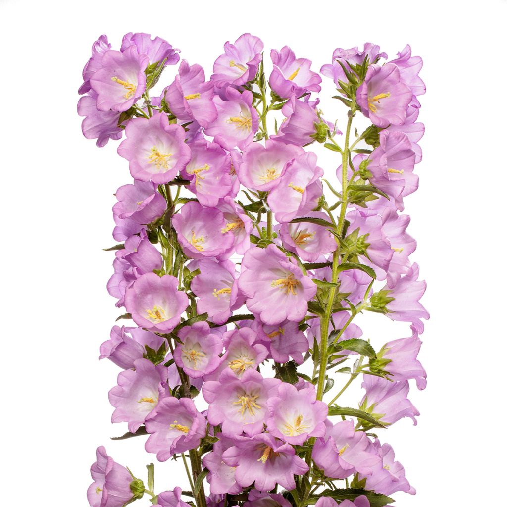 Campanula medium F1 Big Ben Lavender (semillas recubiertas) - Campanilla de Canterbury