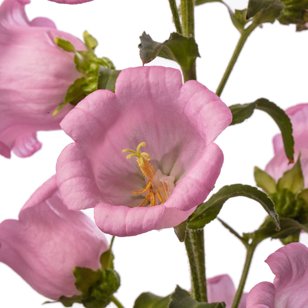 Campanula medium F1 Big Ben Pink (semillas recubiertas) - Campanilla de Canterbury