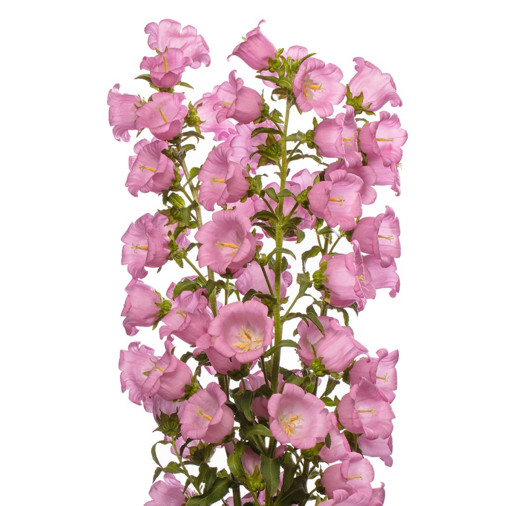 Campanula medium F1 Big Ben Pink (semillas recubiertas) - Campanilla de Canterbury