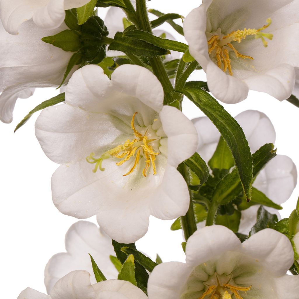 Campanula medium F1 Big Ben White Imp.  (semillas recubiertas) - Campanilla de Canterbury