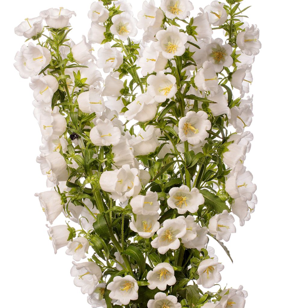 Campanula medium F1 Big Ben White Imp.  (semillas recubiertas) - Campanilla de Canterbury