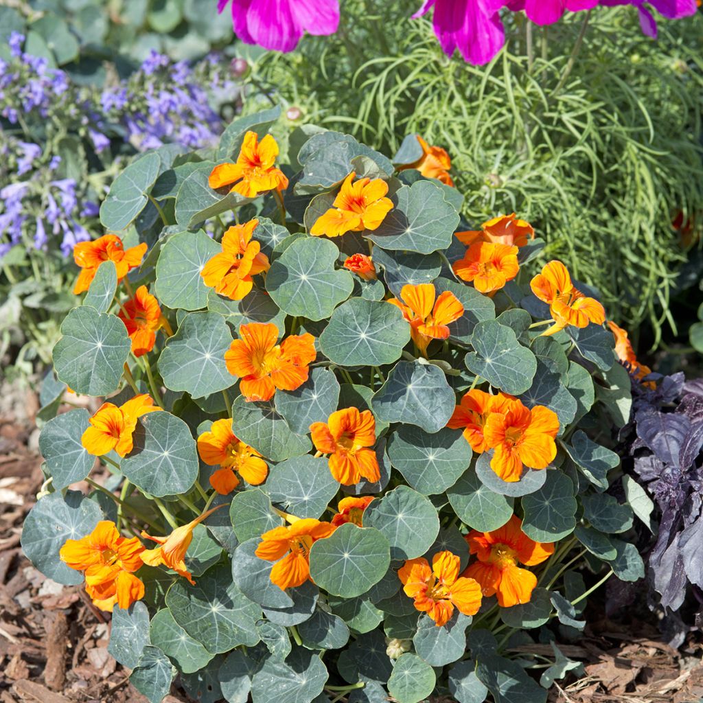 Capuchina enana Baby Orange