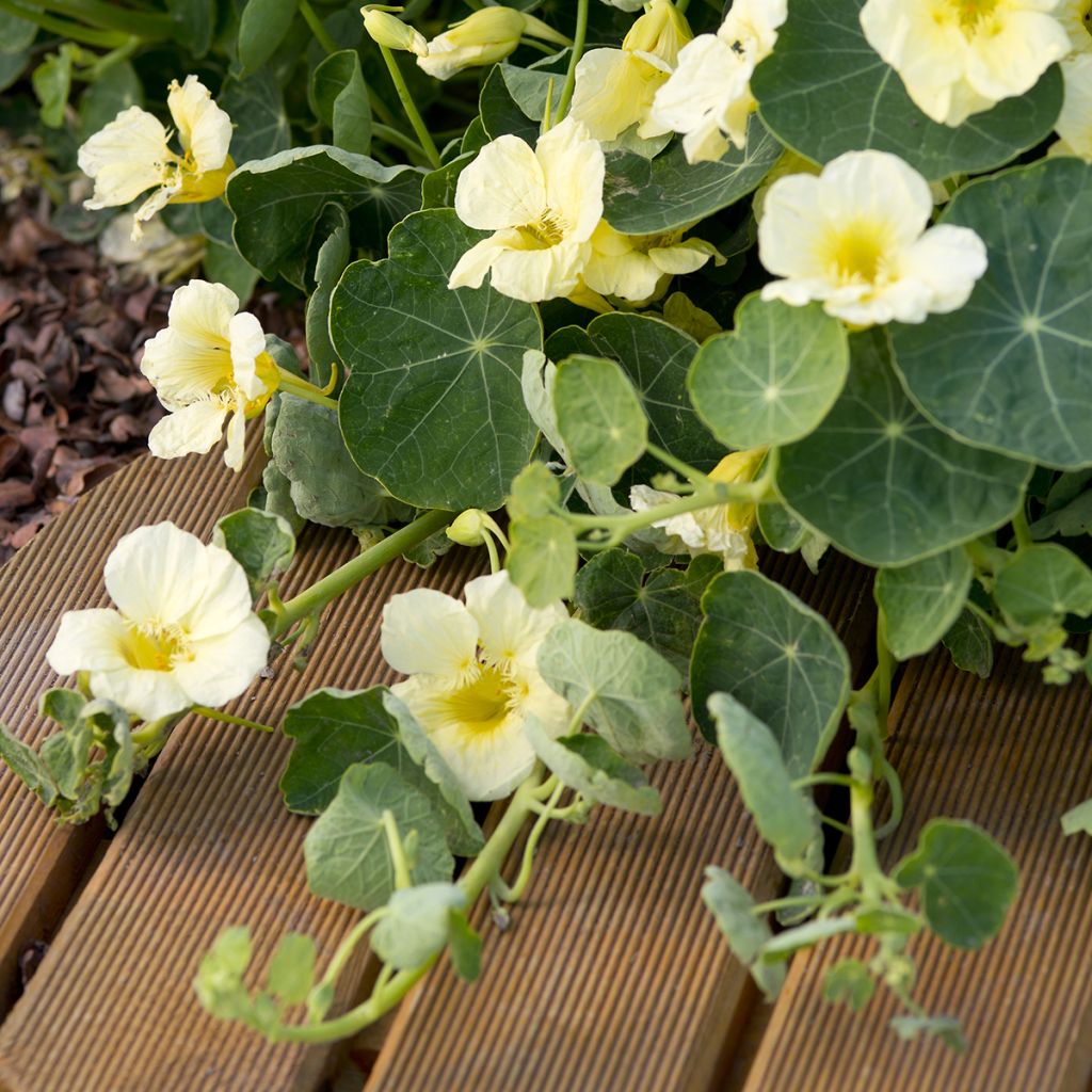 Semillas de Capuchina enana Milkmaid - Tropaeolum majus