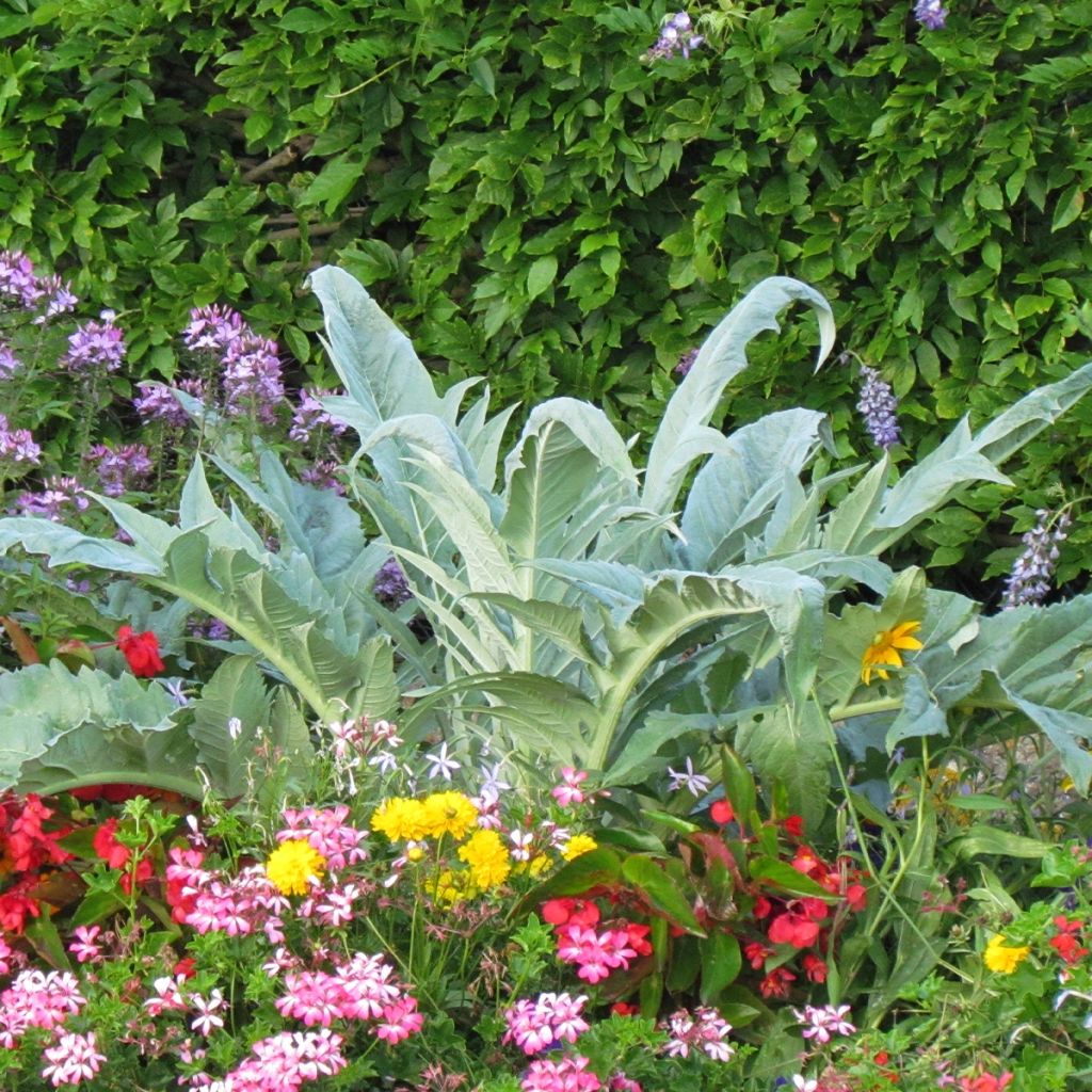 Graines de Cardon - Cynara cardunculus