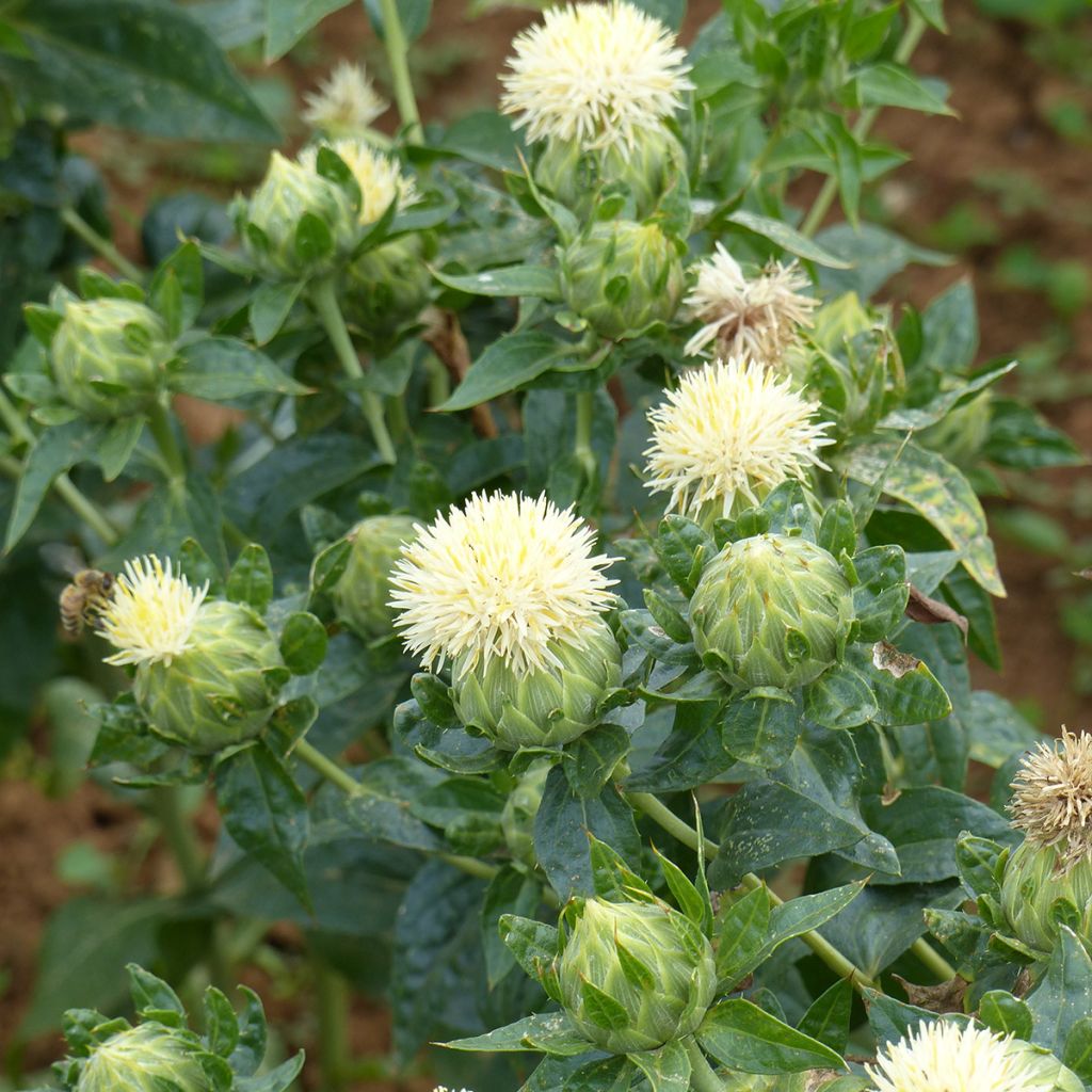 Semillas de Carthamus tinctorius White Grenade - Cártamo