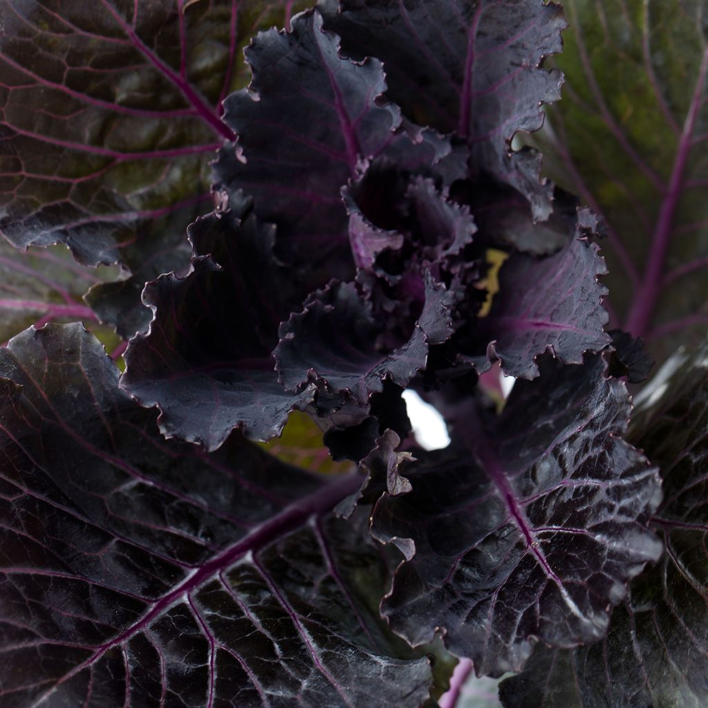 Col crespa F1 Black Leaf (semillas)