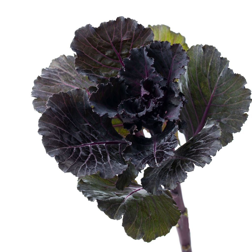 Col crespa F1 Black Leaf (semillas)