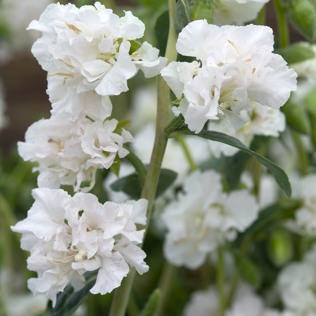 Semillas de Clarkia unguiculata Albatross - Godetia