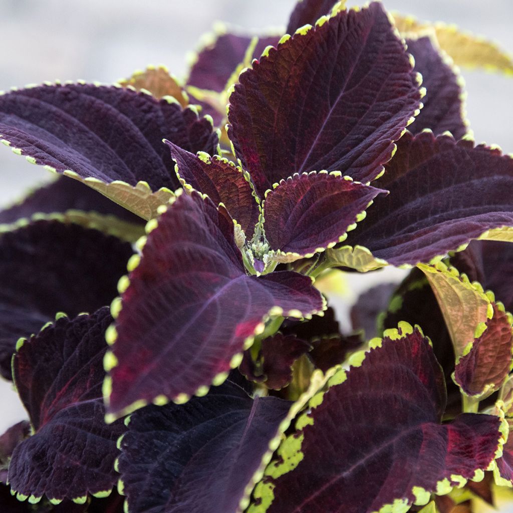 Solenostemon scutellarioides Mezmerize​ Chocolate Lime Edge - Cóleo