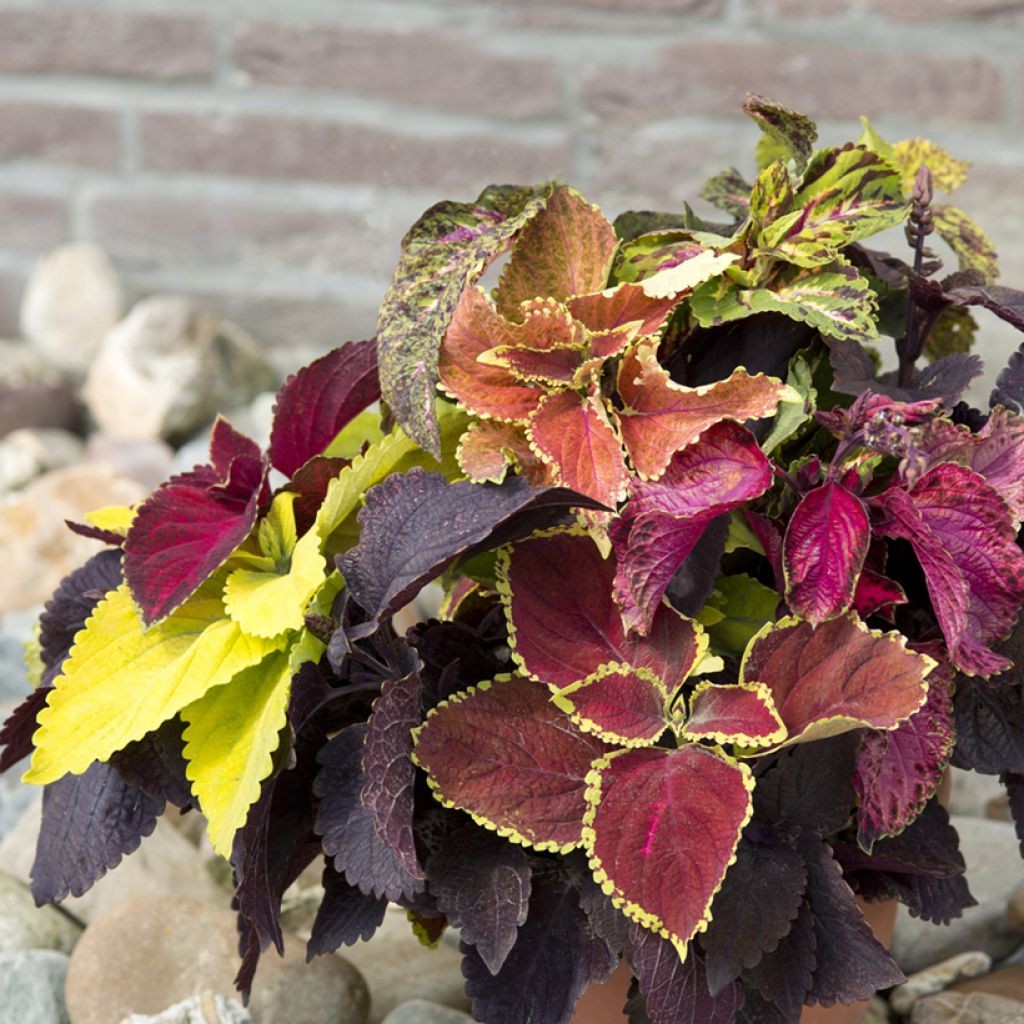 Coleus Pinto Mix