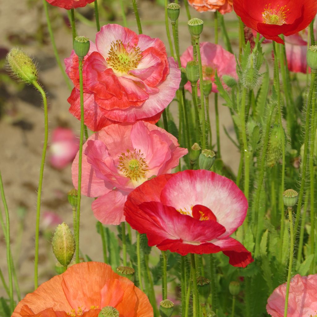 Papaver rhoas Shirley Mix BIO (semillas) - Amapola común